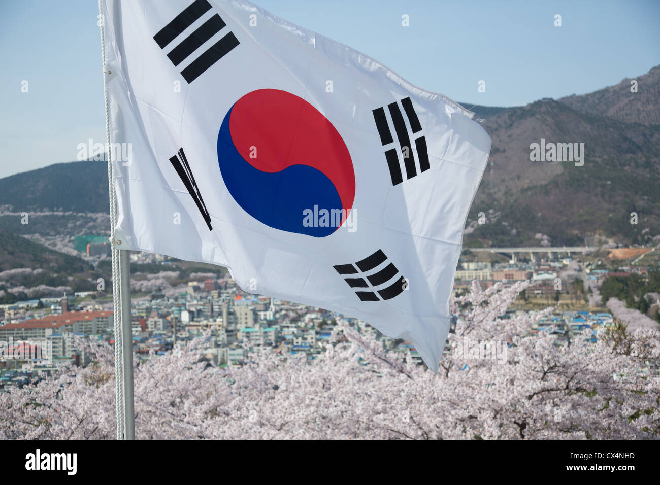 Una bandiera coreana vola sopra la fioritura dei ciliegi a Jinhae, la Corea del Sud durante il Cherry Blossom Festival Foto Stock