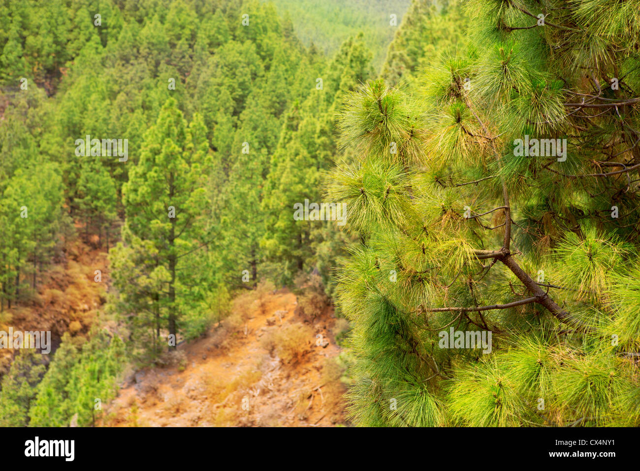 Corona Arafo Forestal nel Parco Nazionale del Teide a Tenerife con pino delle Canarie Foto Stock