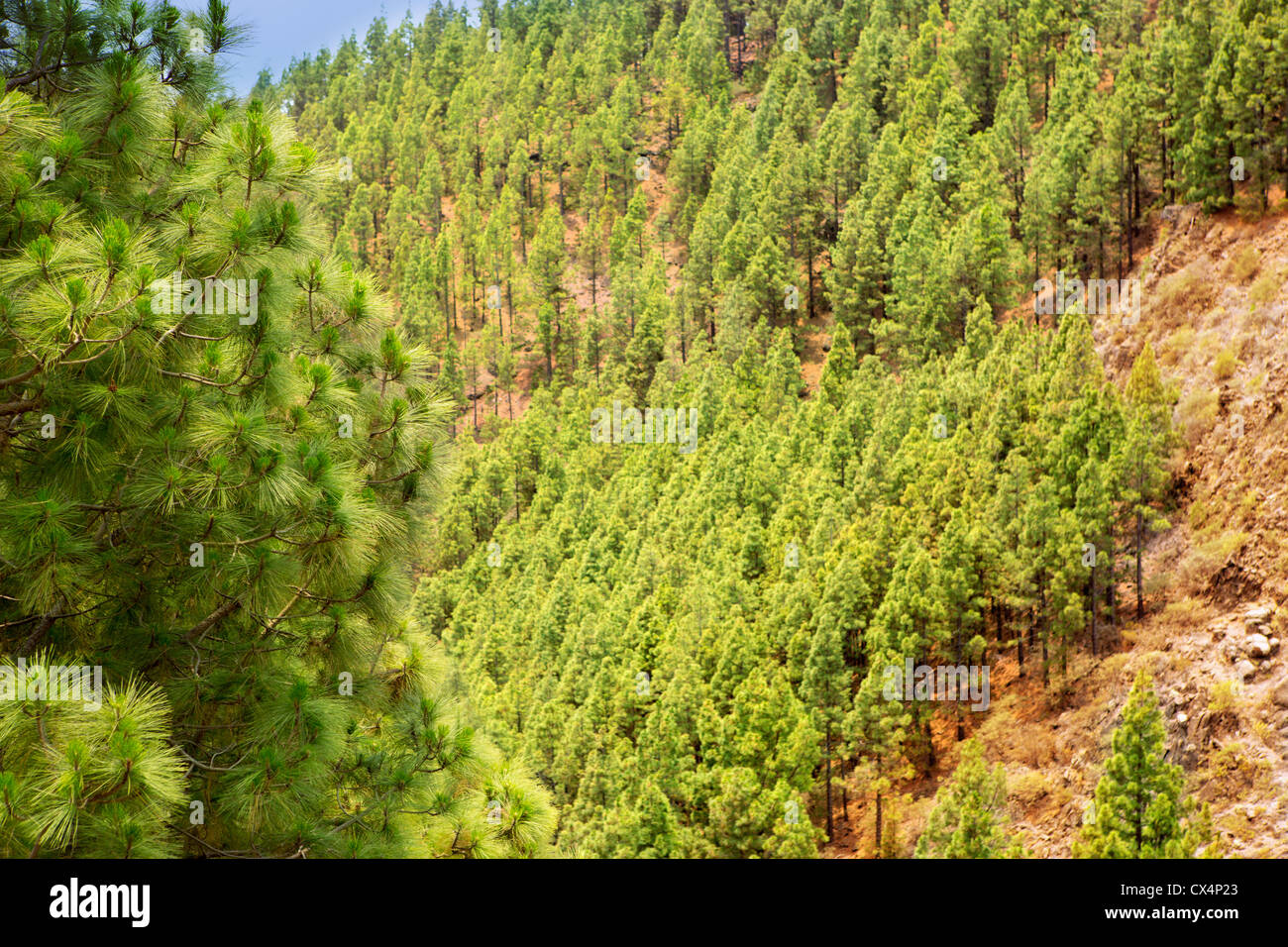 Corona Arafo Forestal nel Parco Nazionale del Teide a Tenerife con pino delle Canarie Foto Stock