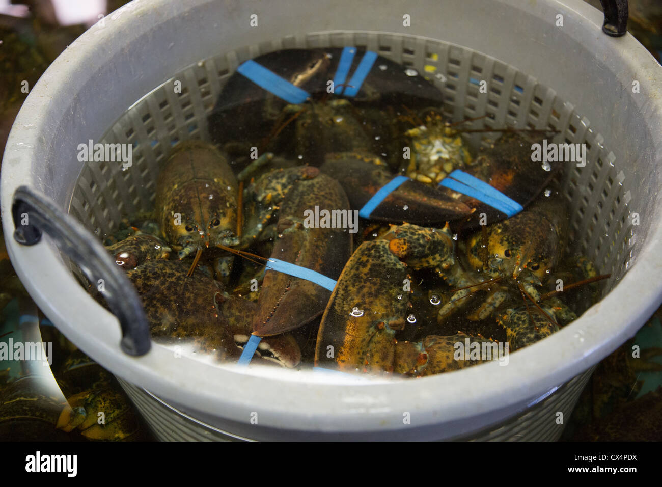 Un cesto pieno di aragoste del Maine a Young lobster pound Foto Stock