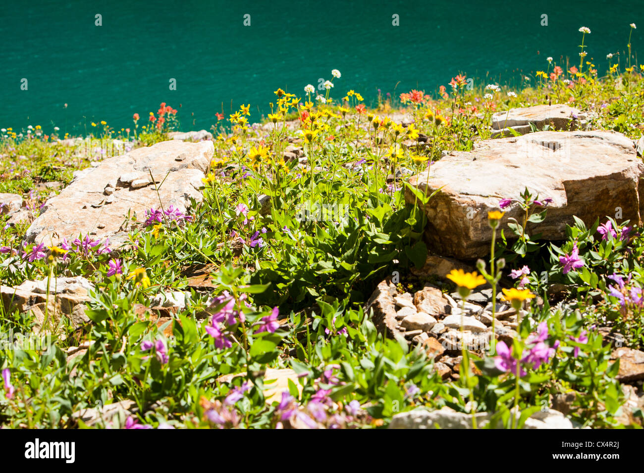 Tappeto di fiori di campo le colline sopra il Lago Louise nelle Montagne Rocciose Canadesi. Foto Stock