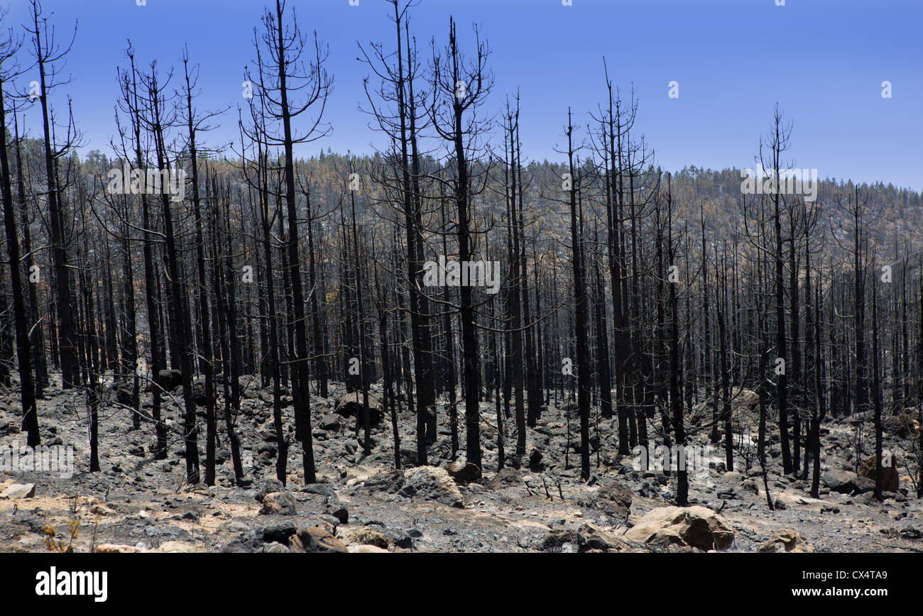 Cenere nera di pino delle Canarie dopo l incendio di foresta a Parco Nazionale del Teide in estate 2012 Foto Stock