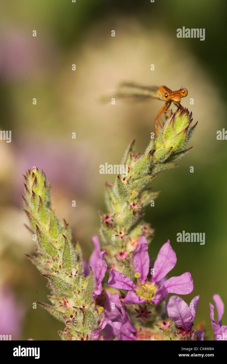 Purple loosestrife (Lythrum salicaria) fotografato in Israele nel giugno Foto Stock