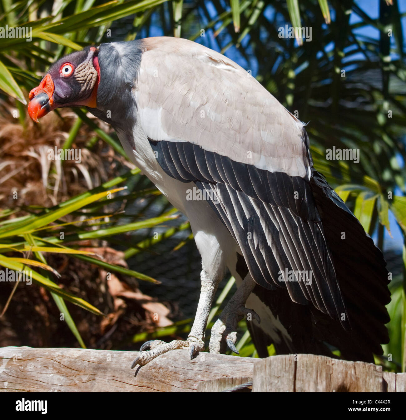 King Vulture (sarcoramphus papa) Foto Stock