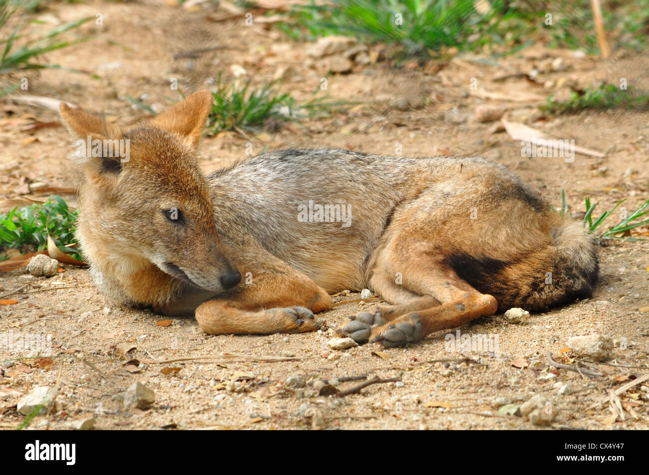 Jackal indiano ( Canis aureus indicus ) Foto Stock