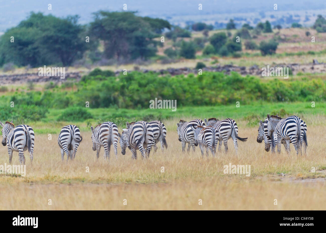 Amboseli National Park Kenya Africa safari zebra selvatica in riserva Amboseli Foto Stock