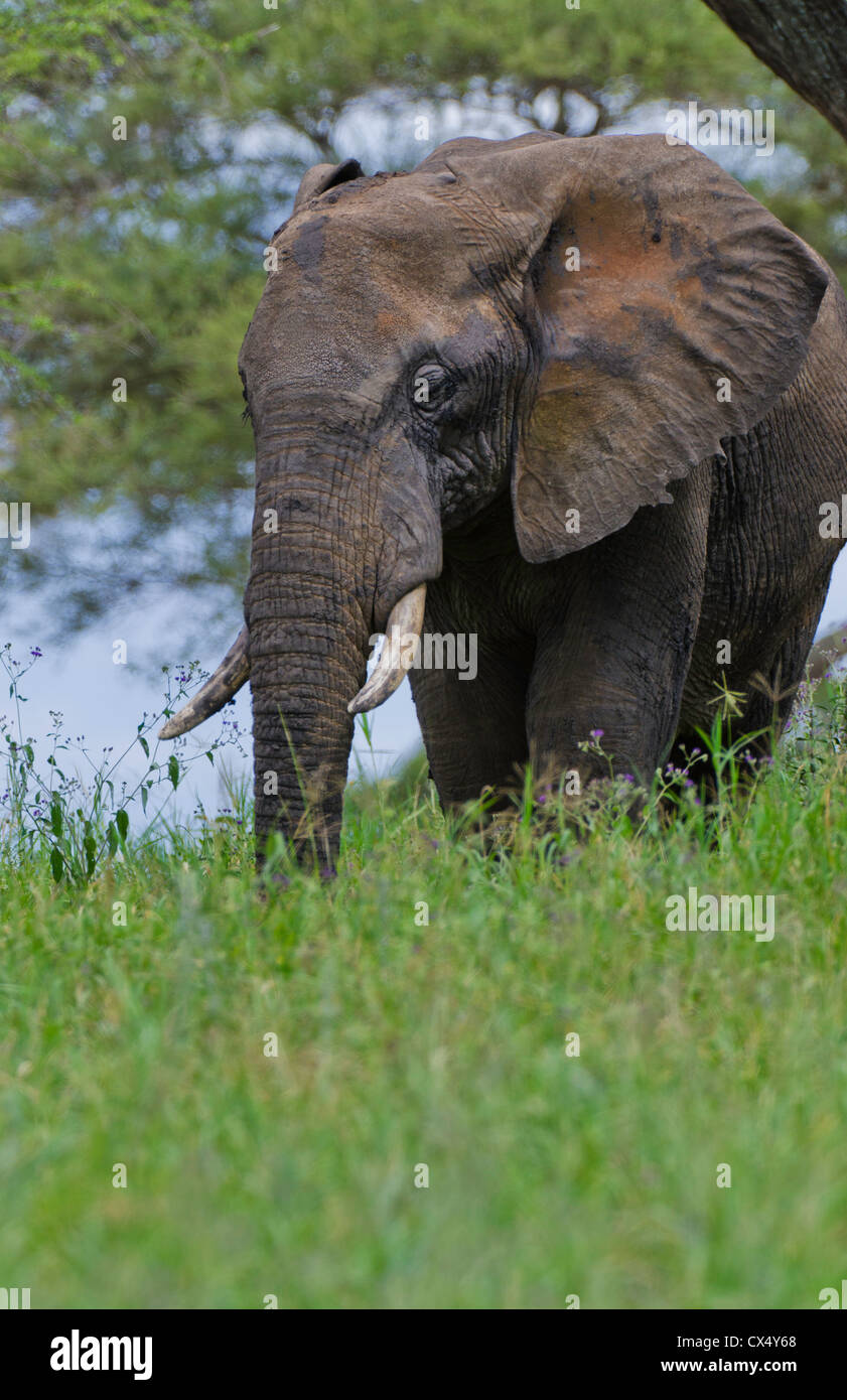 Amboseli National Park Kenya Africa safari elephant wild in riserva Amboseli Foto Stock