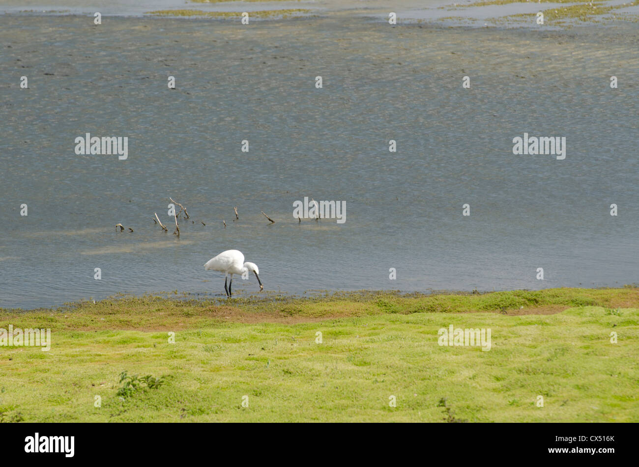 Garzetta alimentazione su marsh rane Foto Stock