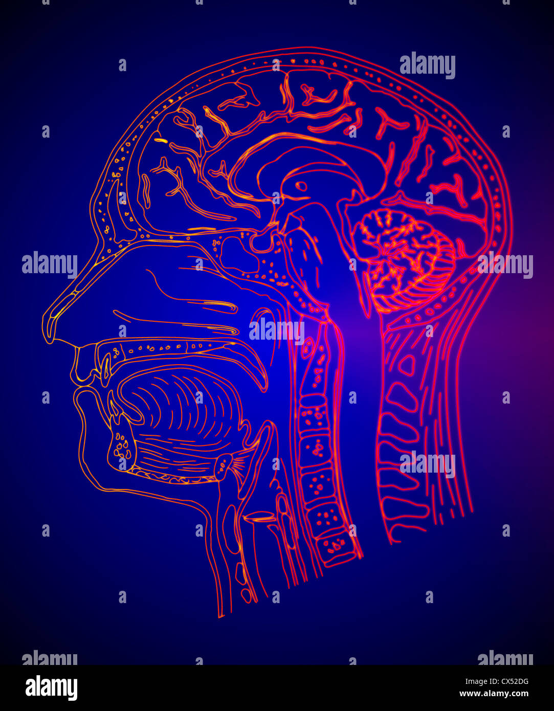 Computer immagine generata della testa umana e concetto di cervello Foto Stock