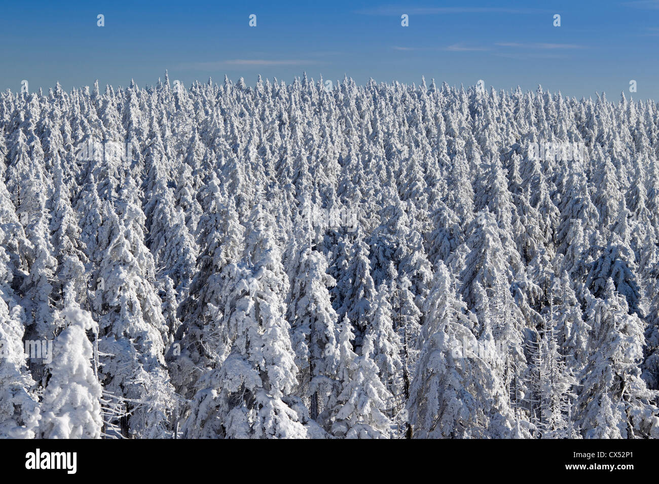 Congelati coperta di neve abete rosso in inverno al Brocken, Blocksberg nel Parco Nazionale di Harz, Germania Foto Stock