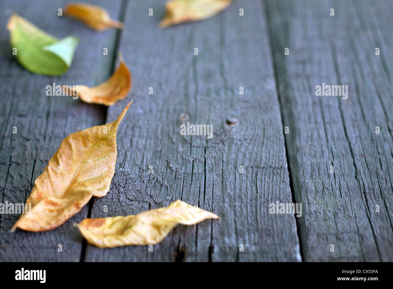 Foglie di autunno su assi di legno sfondo Foto Stock