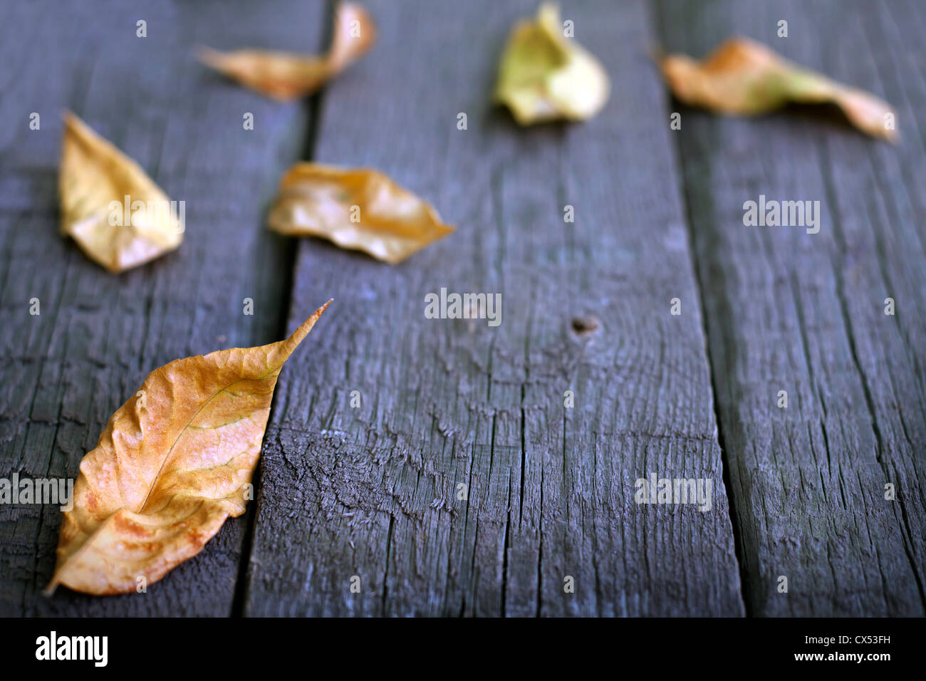 Foglie di autunno su assi di legno sfondo Foto Stock