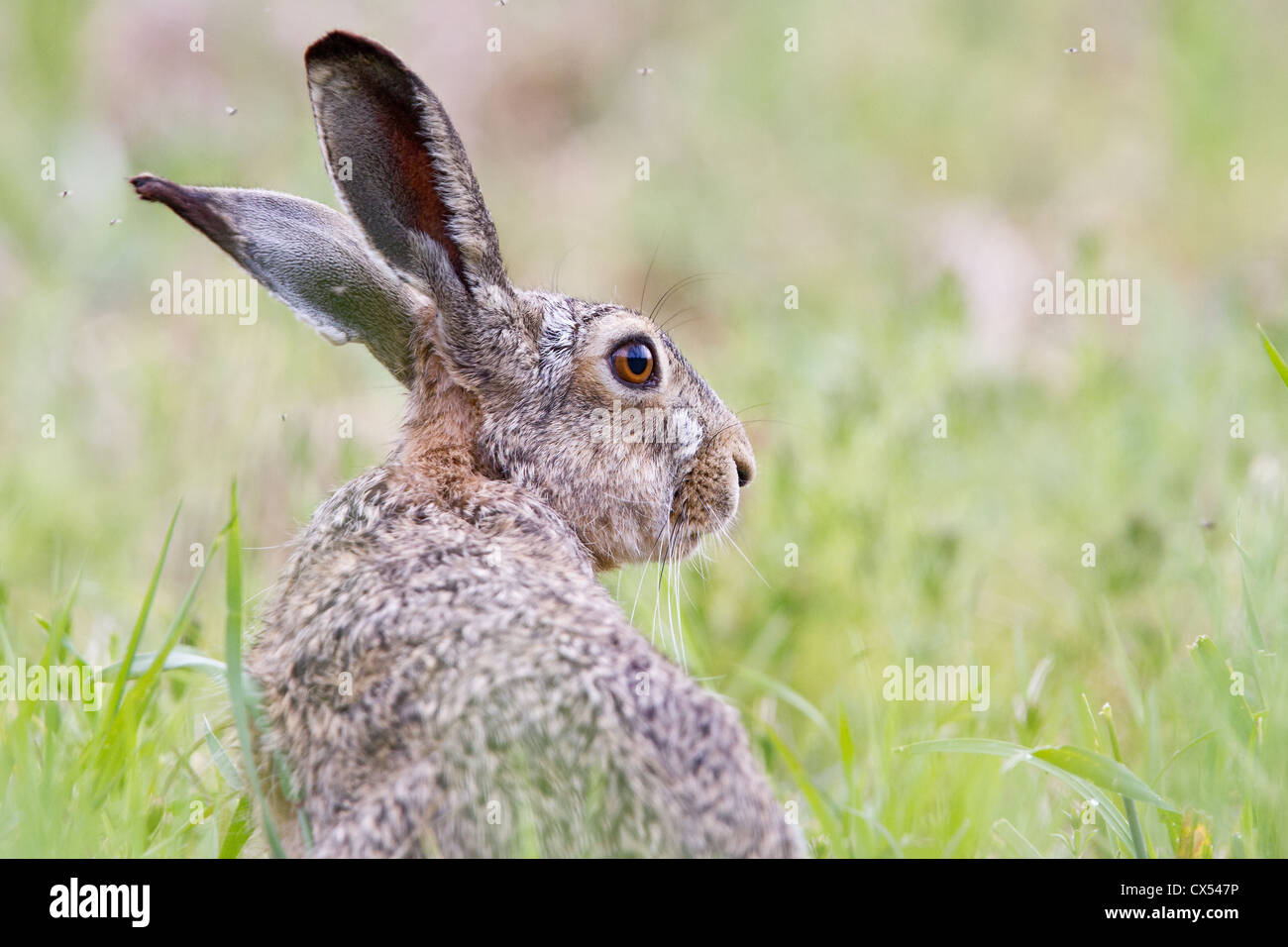 Close-up di un Europeo marrone (lepre Lepus europaeus) in un campo, Ungheria Foto Stock