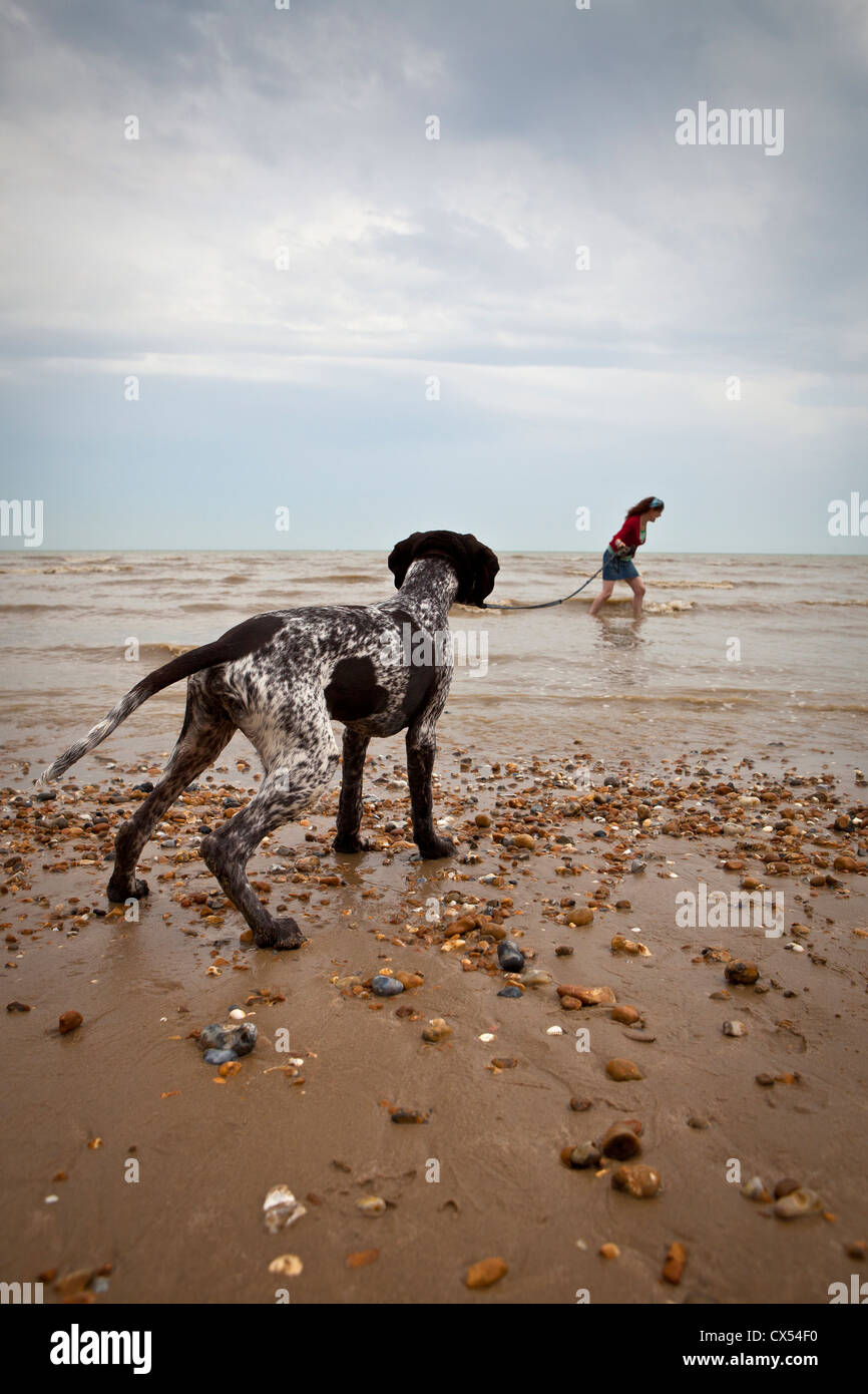 Tedesco a piedi a pelo corto cane puntatore lungo la spiaggia. Foto Stock
