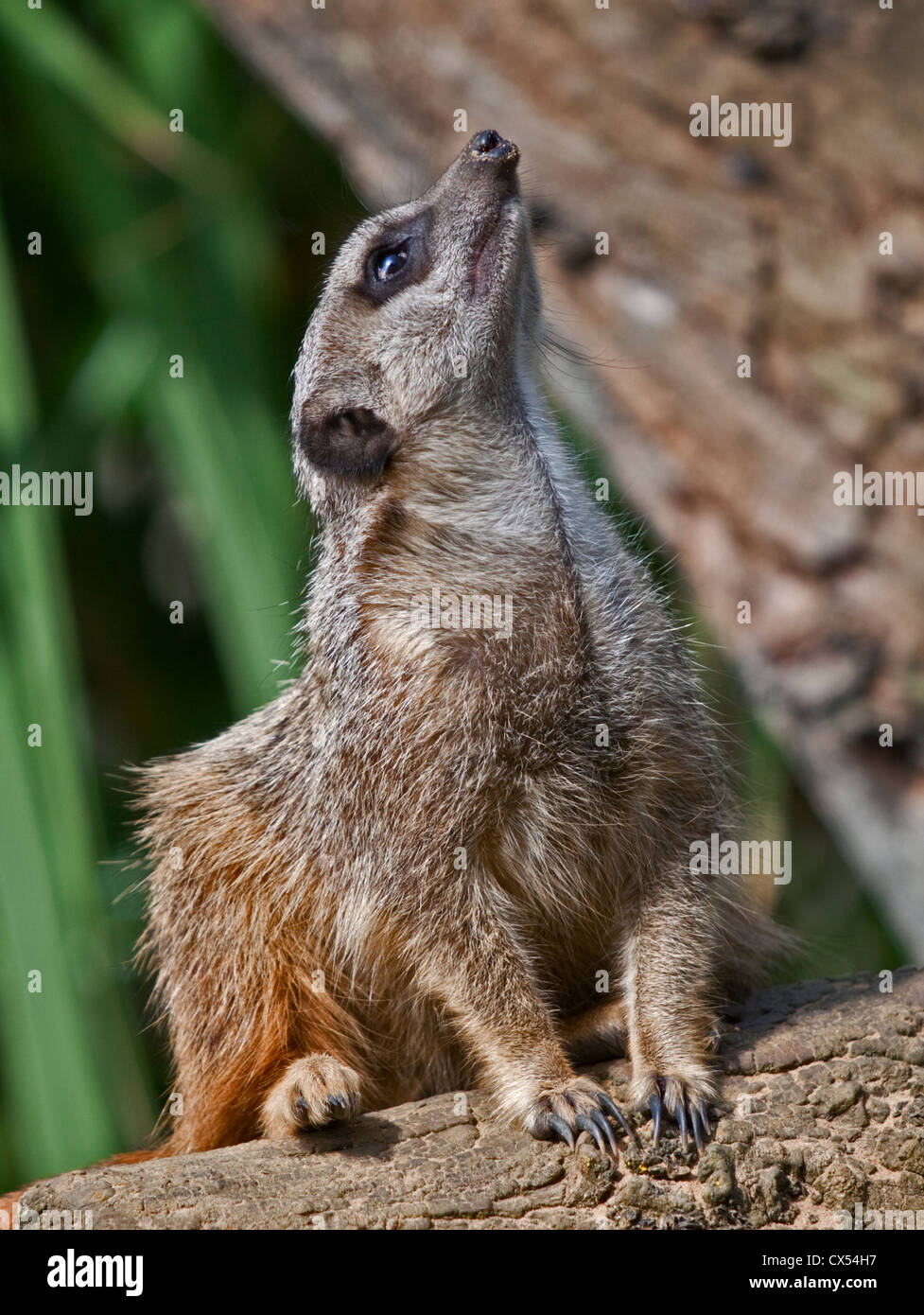 Slanciata Meerkat codato (suricata suricatta) Foto Stock