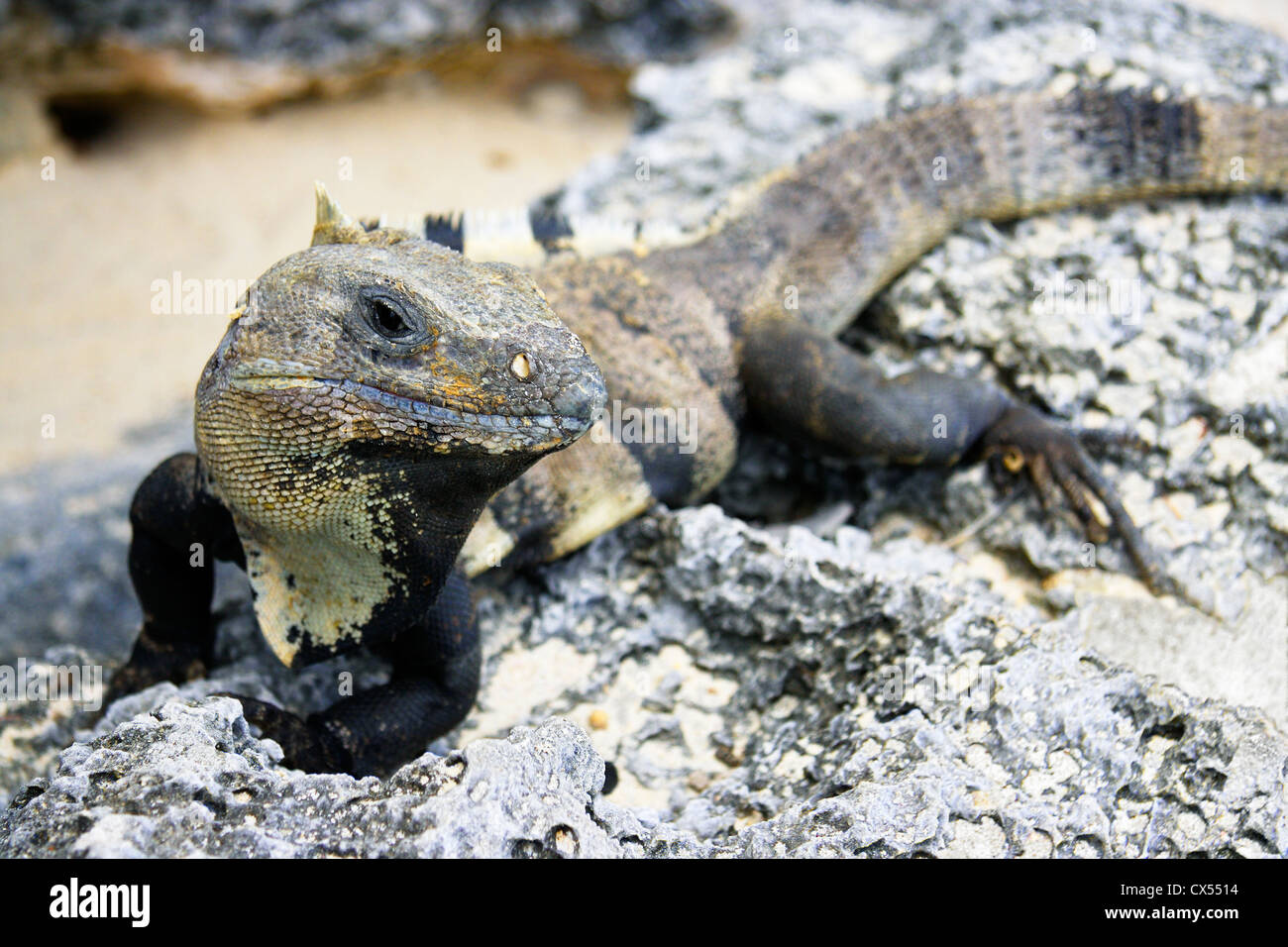 Nero codato spinoso iguana ( Ctenosaura similis ), Tulum Messico Foto Stock