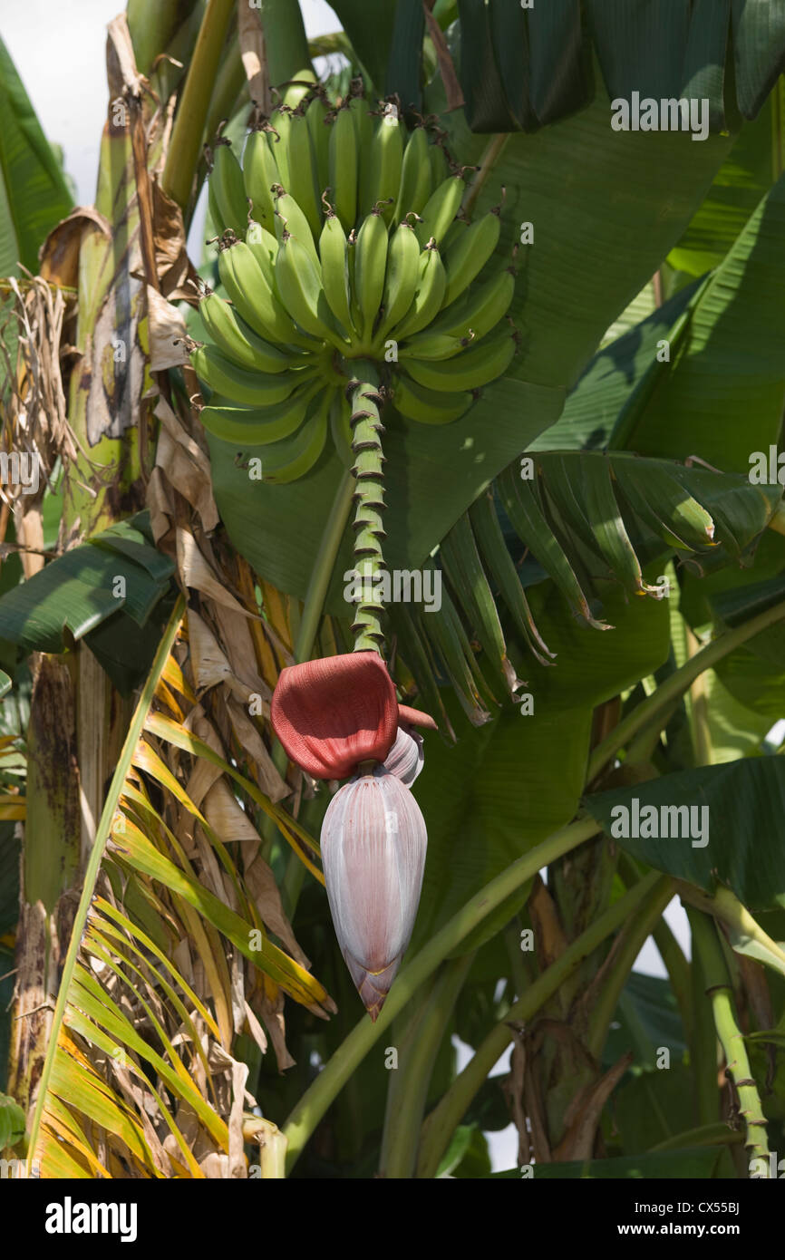 Non aperti ad albero di Banana Flower BLOSSOM Foto Stock