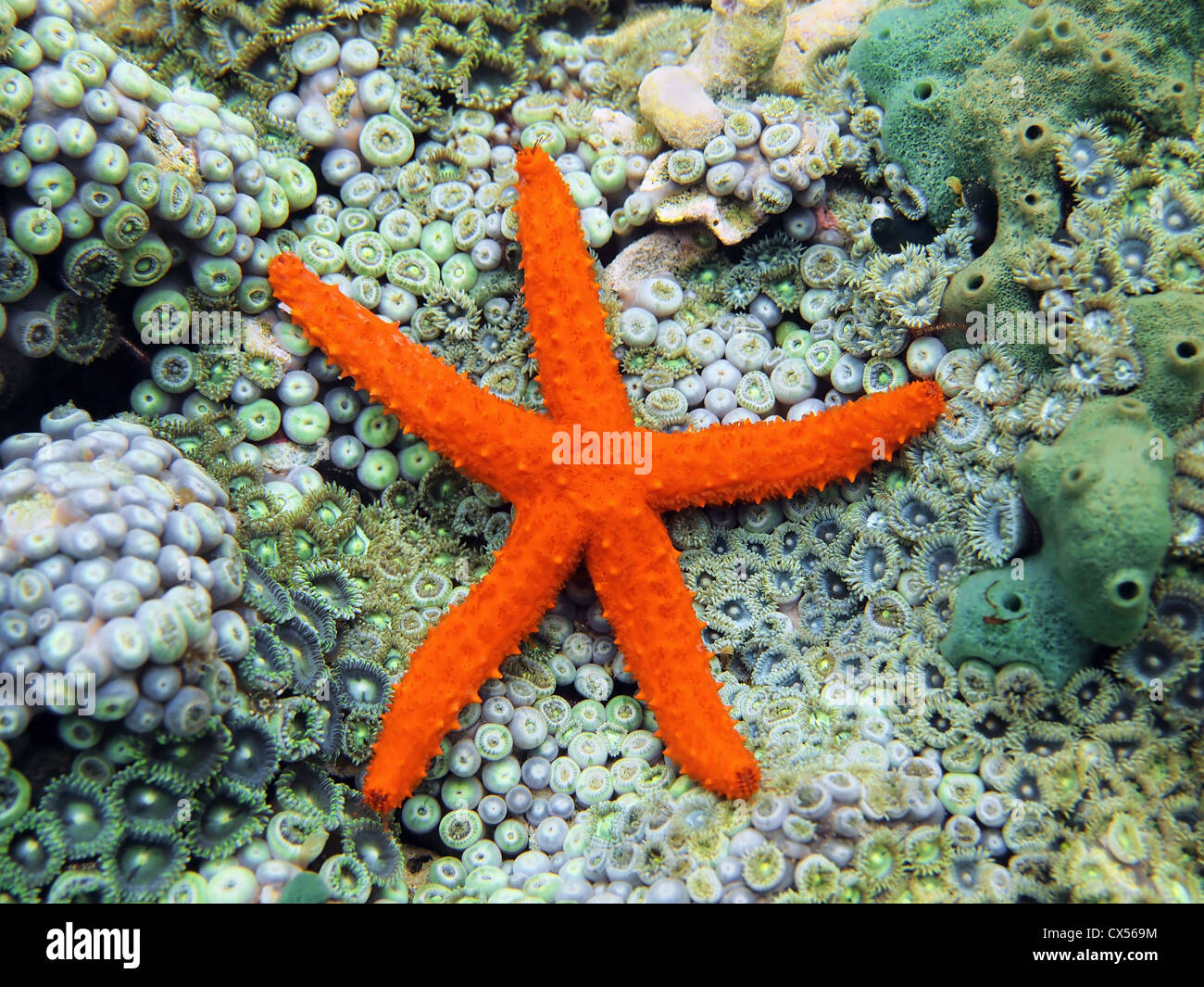 La cometa stella di mare, Ophidiaster guildingi su fondale ricoperto di anemoni Foto Stock