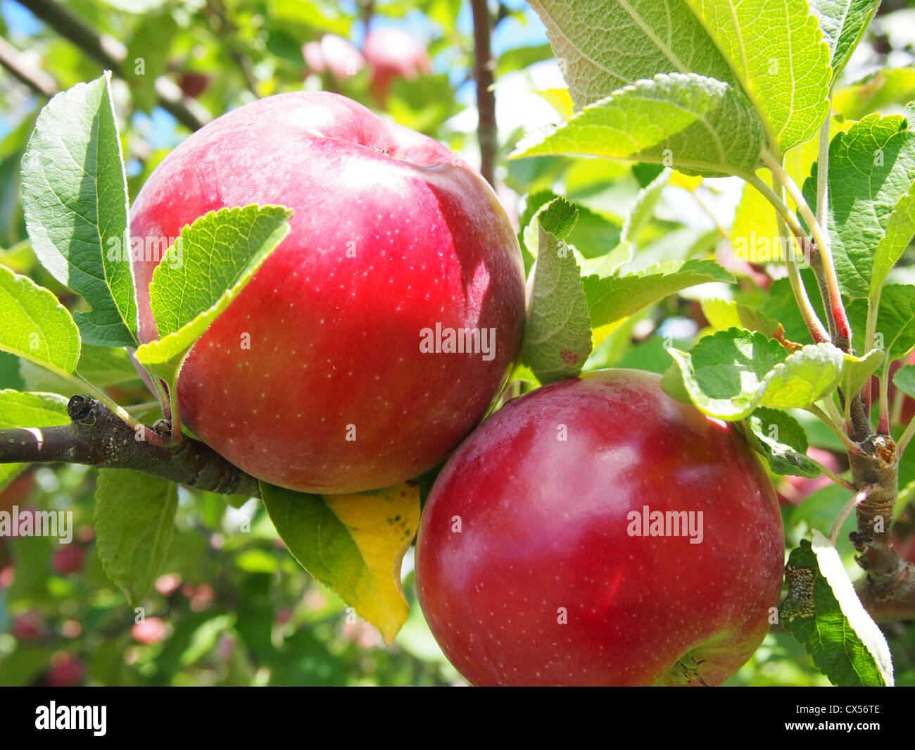 Chiudere fino a due mele su albero Foto Stock