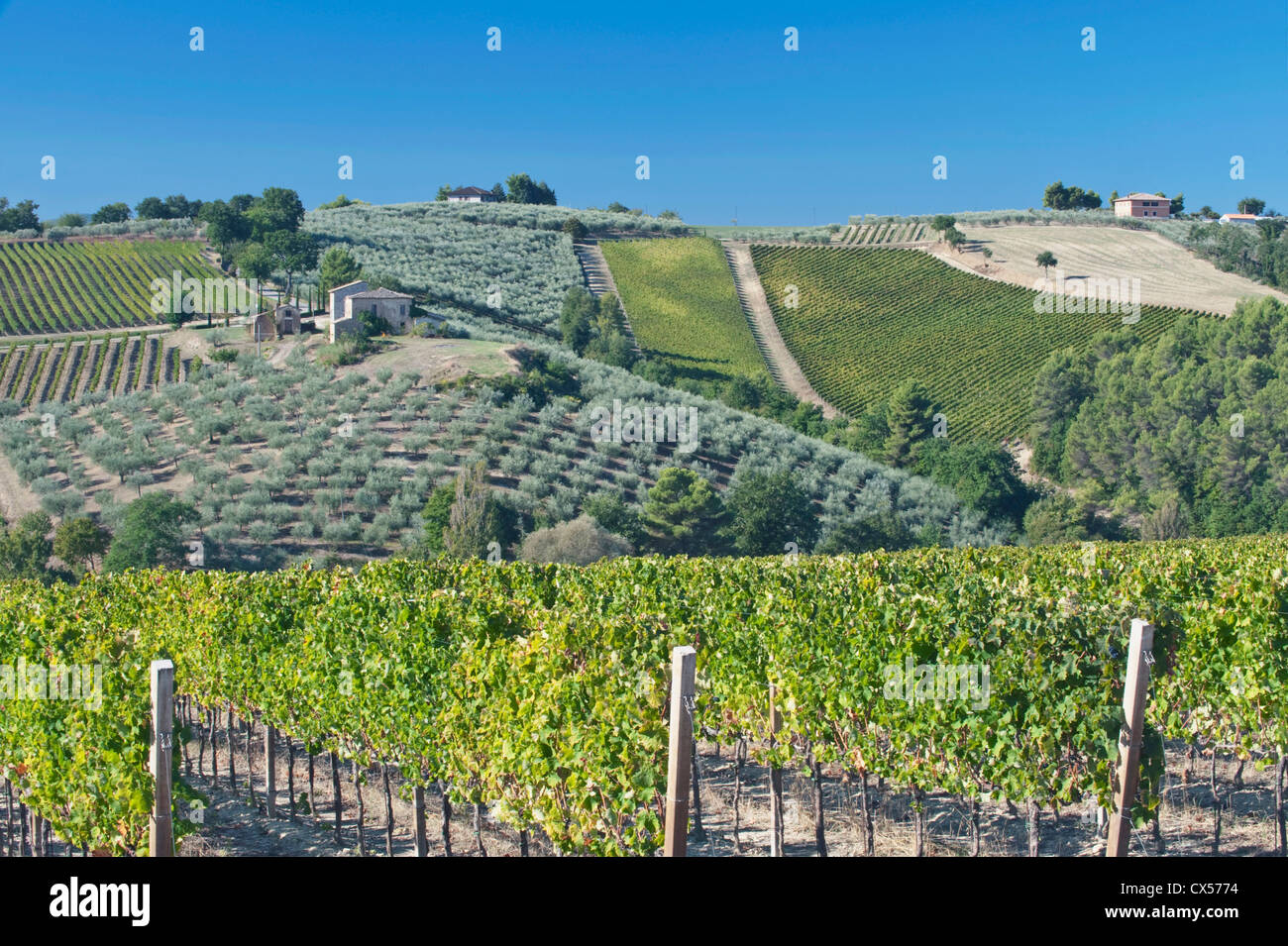 L'Europa, l'Italia, l'Umbria, vicino a Montefalco, Vigneti e Oliveti Foto Stock