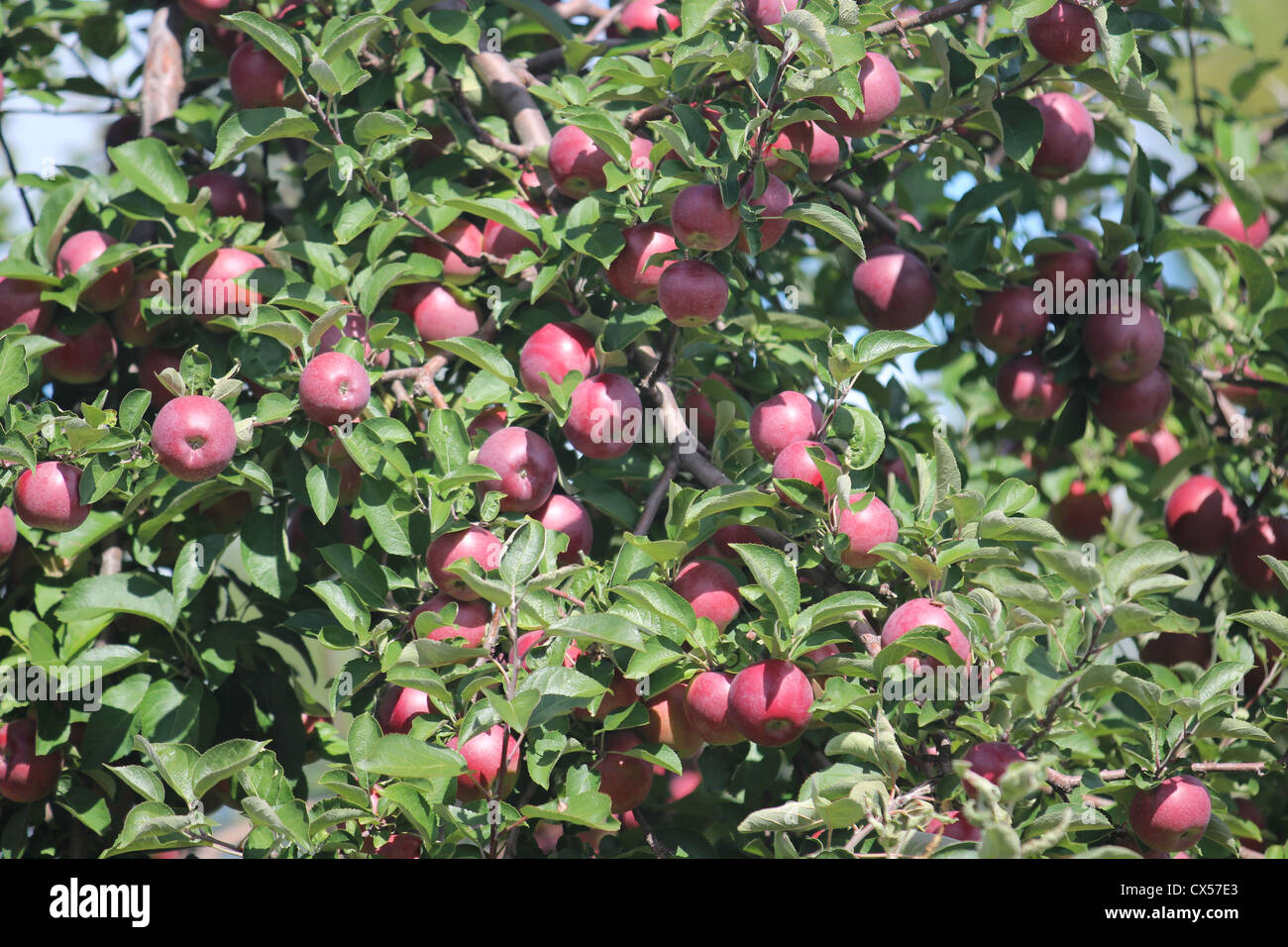 Apple Macintosh albero pieno di mele apple durante la stagione di raccolta Foto Stock