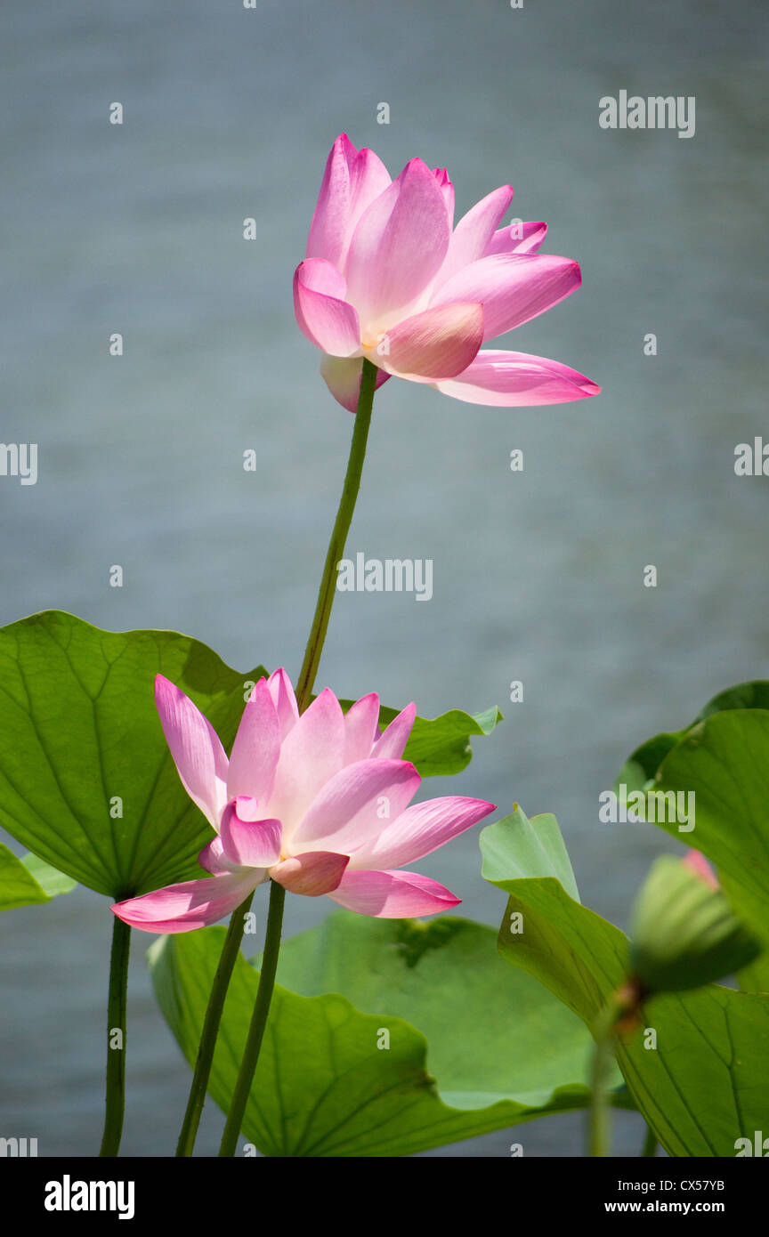 Fiore di loto nel lago di Pechino, Cina Foto Stock