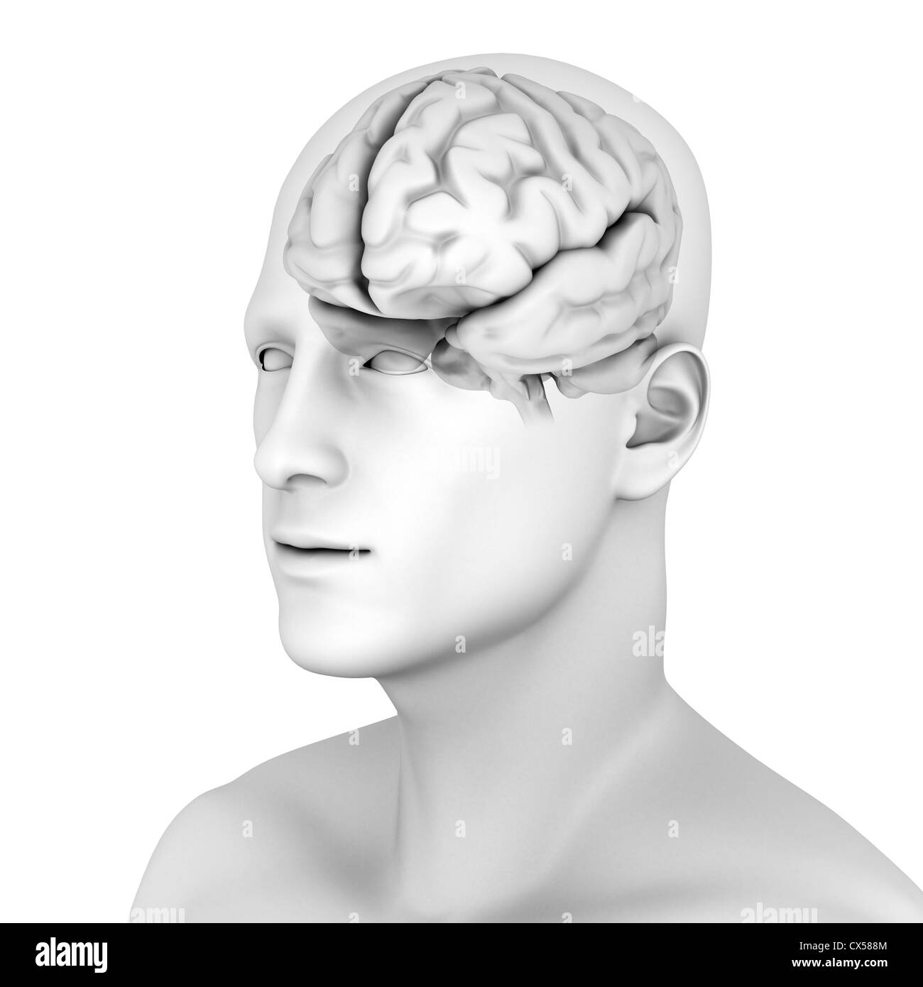 Cervello umano Foto Stock