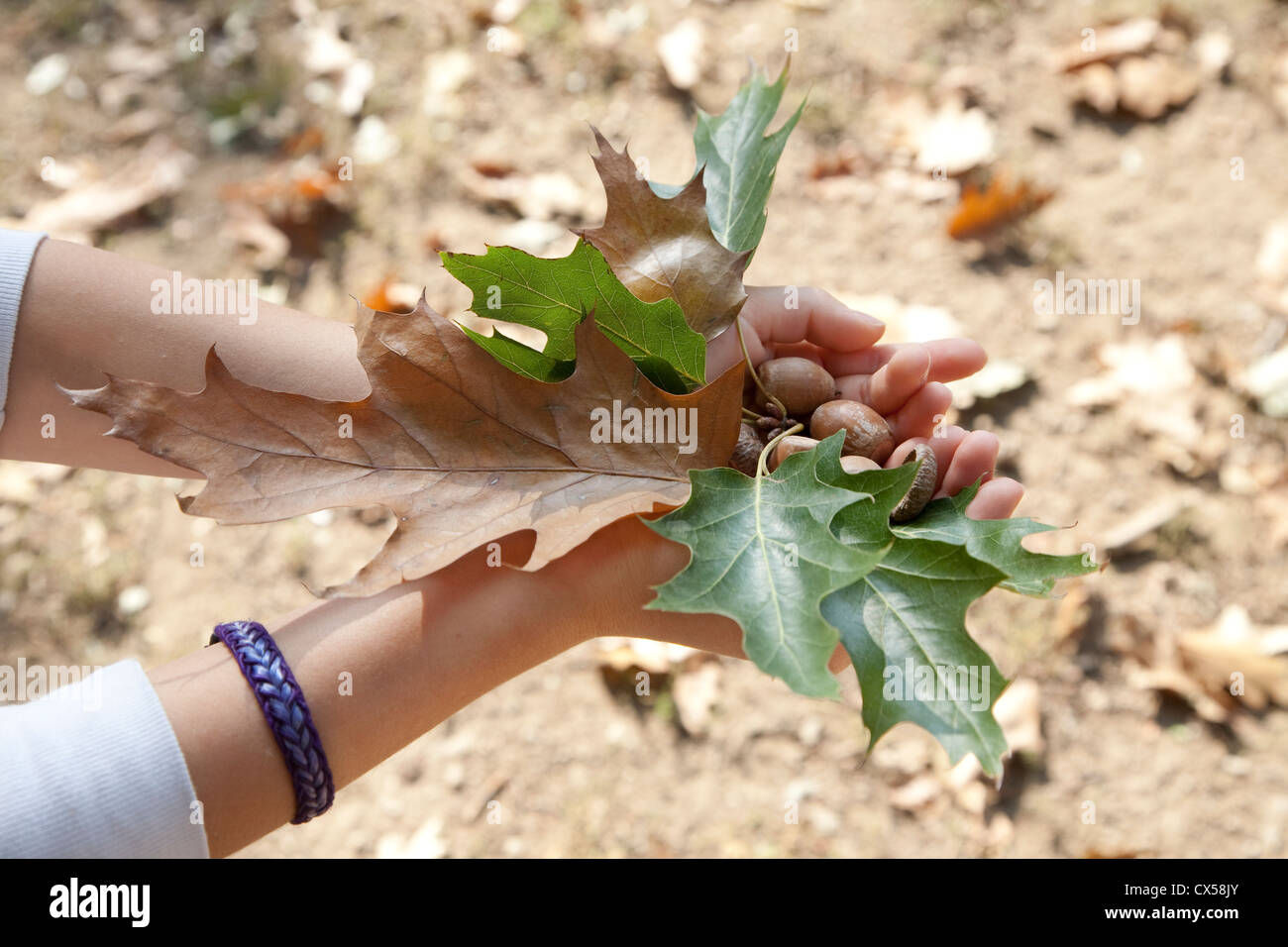 Nelle mani di un bambino rami, frutti, semi, le foglie e le cortecce degli alberi di quercia rossa Foto Stock