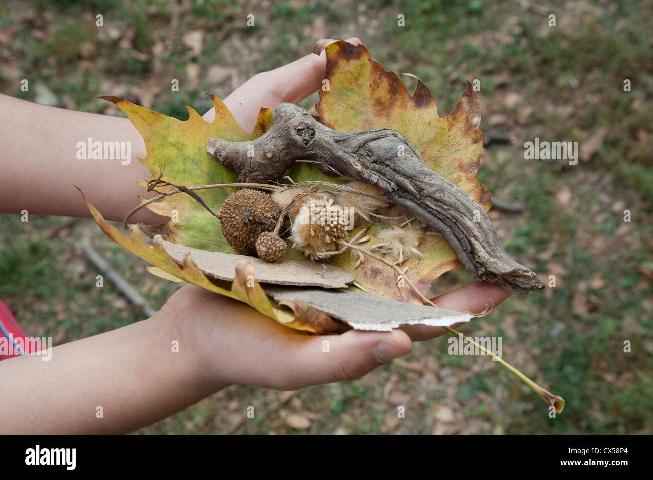 Nelle mani di un bambino rami,frutti, semi, foglie e corteccia di albero piano Foto Stock