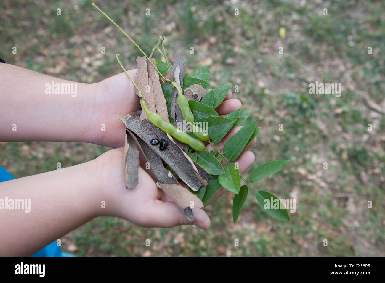 Nelle mani di un bambino rami,Semi, frutti le foglie e le cortecce di Sophora Foto Stock