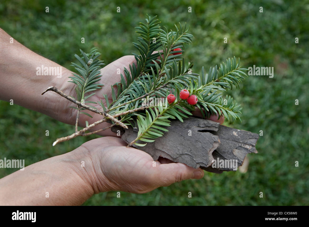 Nelle mani di una donna rami,frutti, semi, le foglie e le cortecce degli alberi Taxus baccata Foto Stock