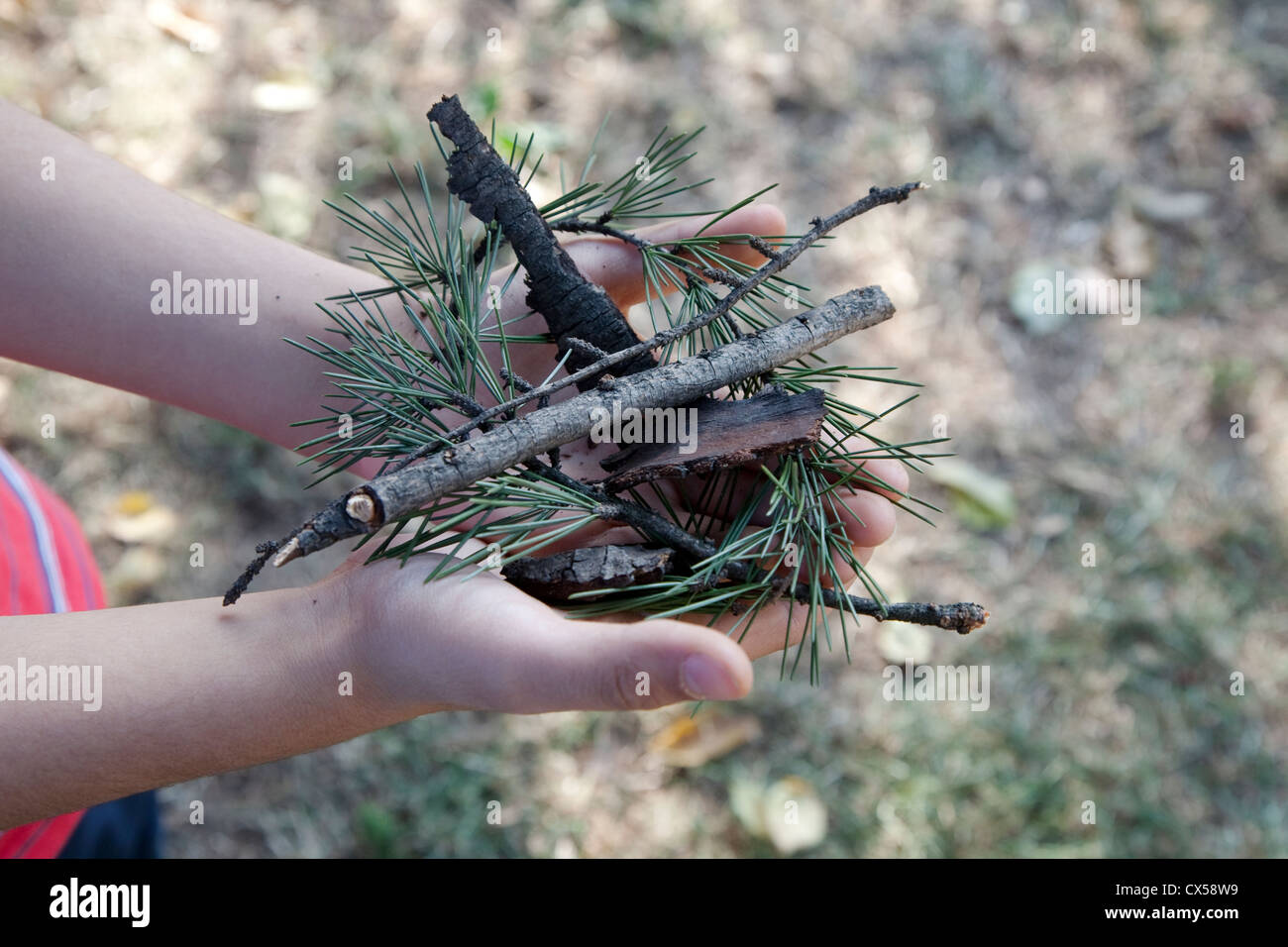 Nelle mani di un bambino rami, foglie e corteccia di un cedro del Libano  Foto stock - Alamy