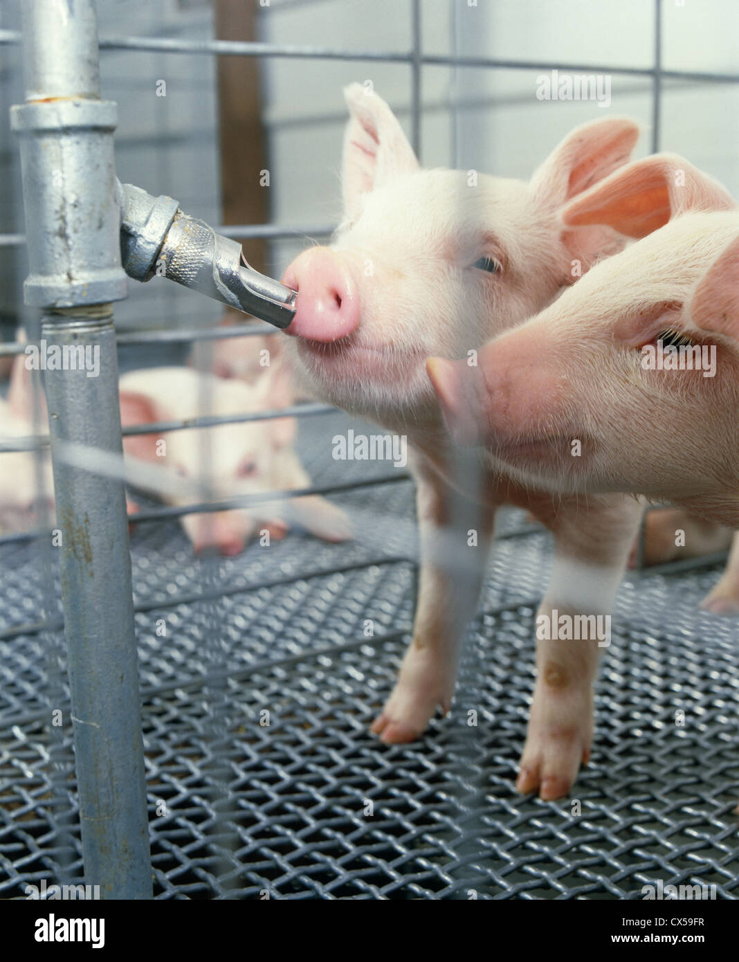 3 wk yorkshire-specie di suinetti in automatico di waterer / PENNSYLVANIA Foto Stock