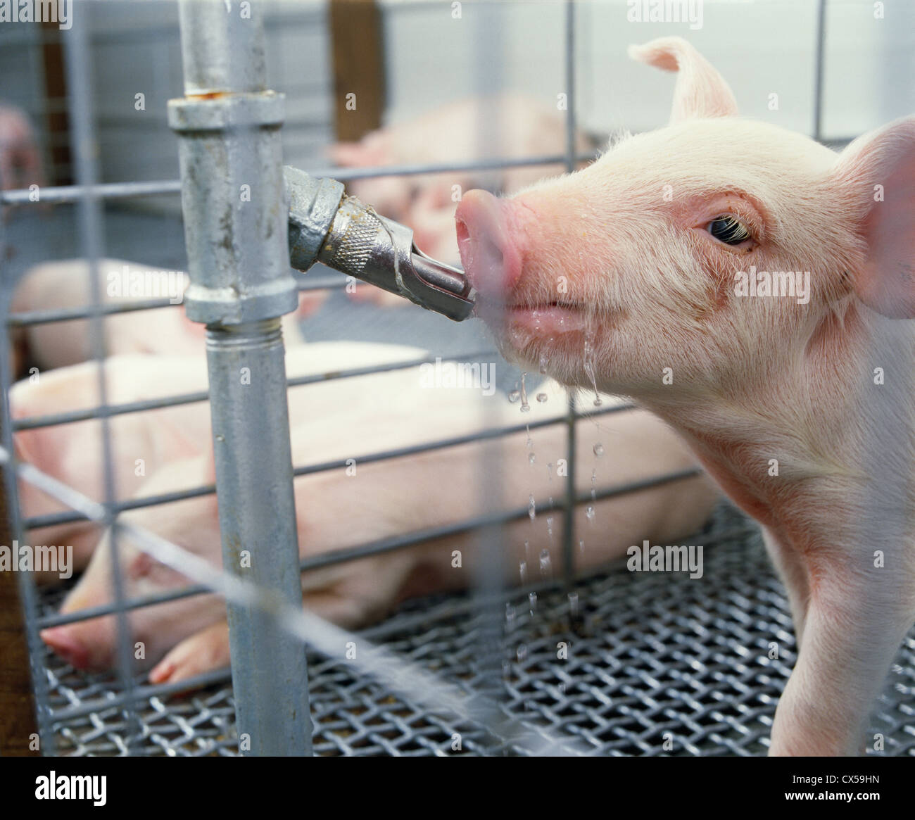 3 wk yorkshire-specie di suinetti in automatico di waterer / PENNSYLVANIA Foto Stock