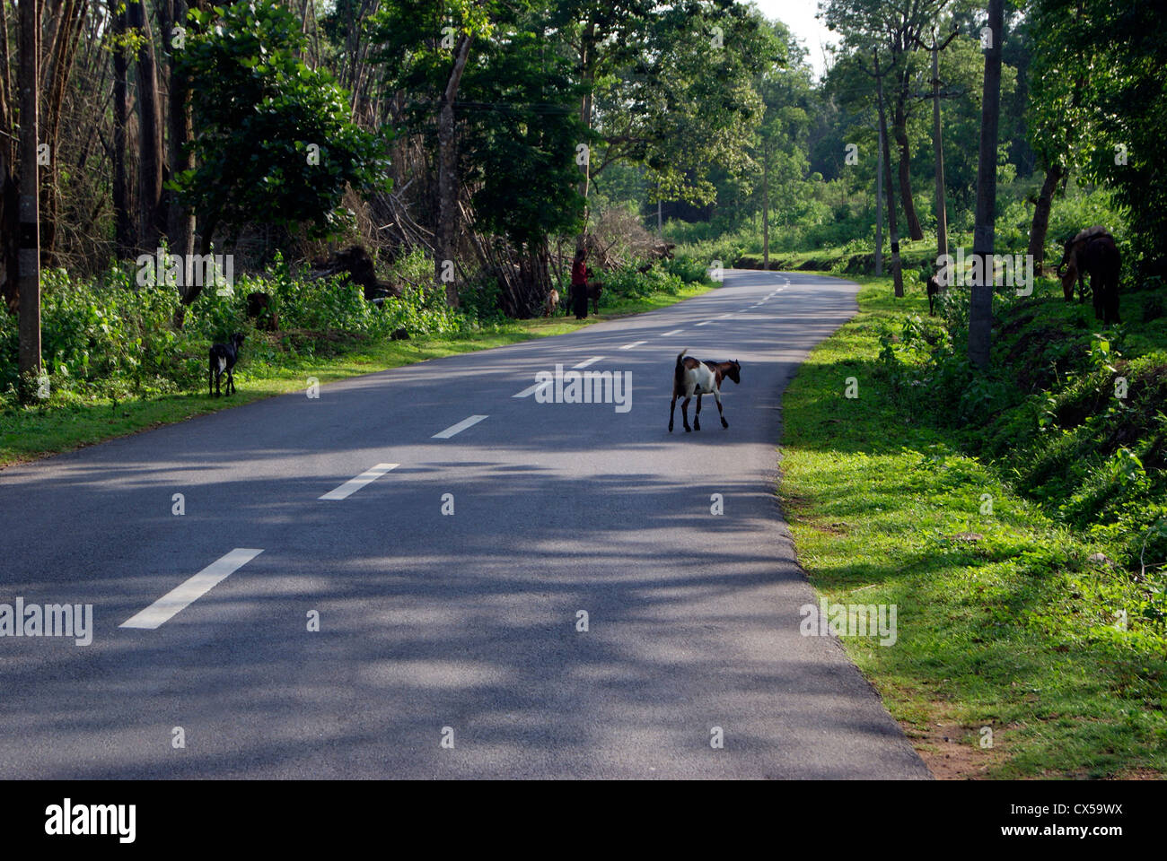 Animali erranti e tribù attraverso le strade solitarie in Wayanad zona di foresta tropicale in Kerala, India Foto Stock