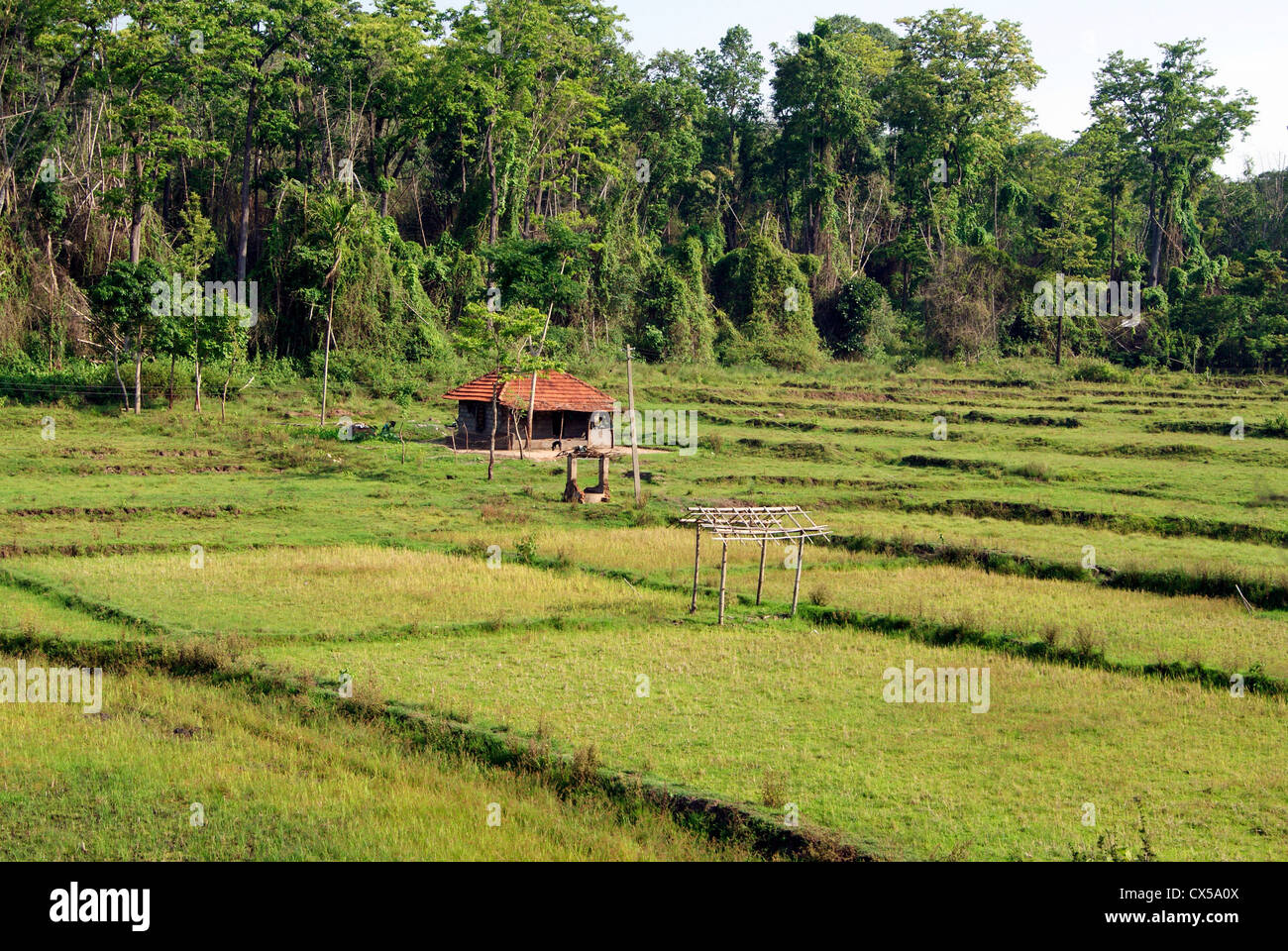 Capanna di piccole case di agricoltore tribali nel mezzo di riso paddy field.scena dalla foresta di Wayanad villaggio a Kerala India Foto Stock