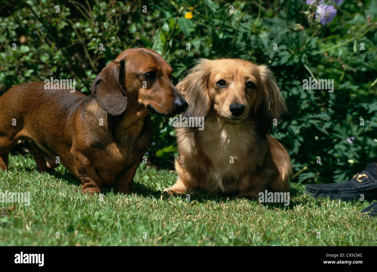 Dachshunds / Irlanda Foto Stock