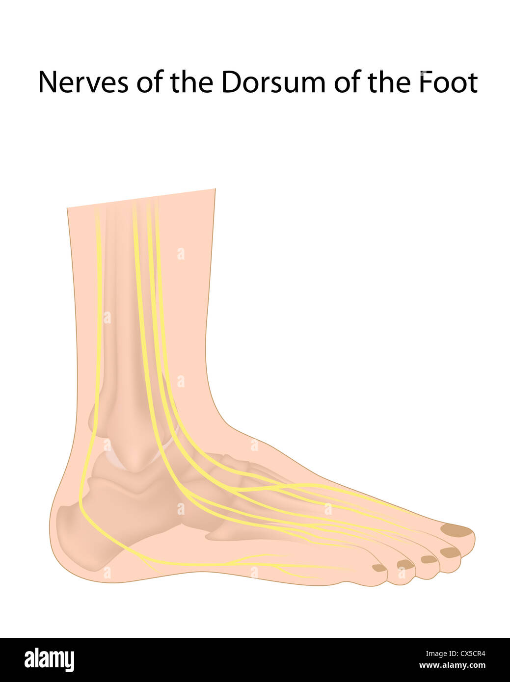 Dorsale nervi digitale del piede, comunemente colpite nella neuropatia diabetica Foto Stock