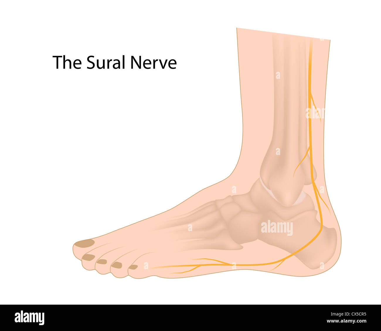 La Sural nerve comunemente utilizzati per la biopsia e innesto Foto Stock