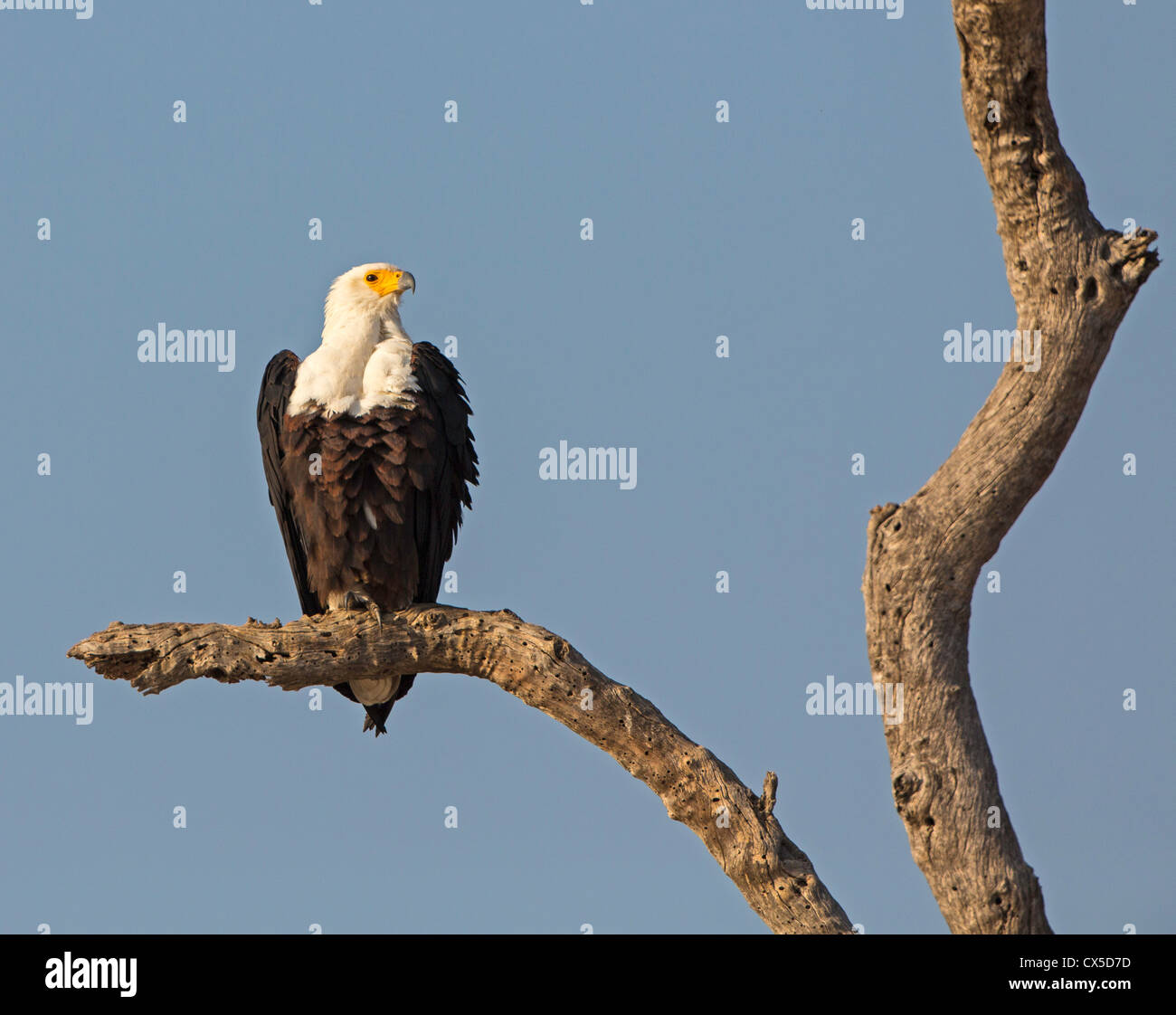 Pesce caccia eagle Foto Stock