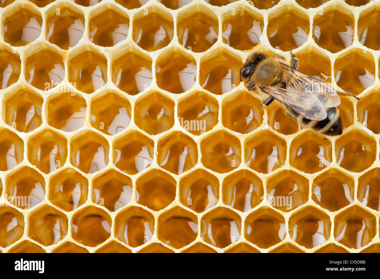 Bee macro shot raccogliendo miele di favo di miele Foto Stock