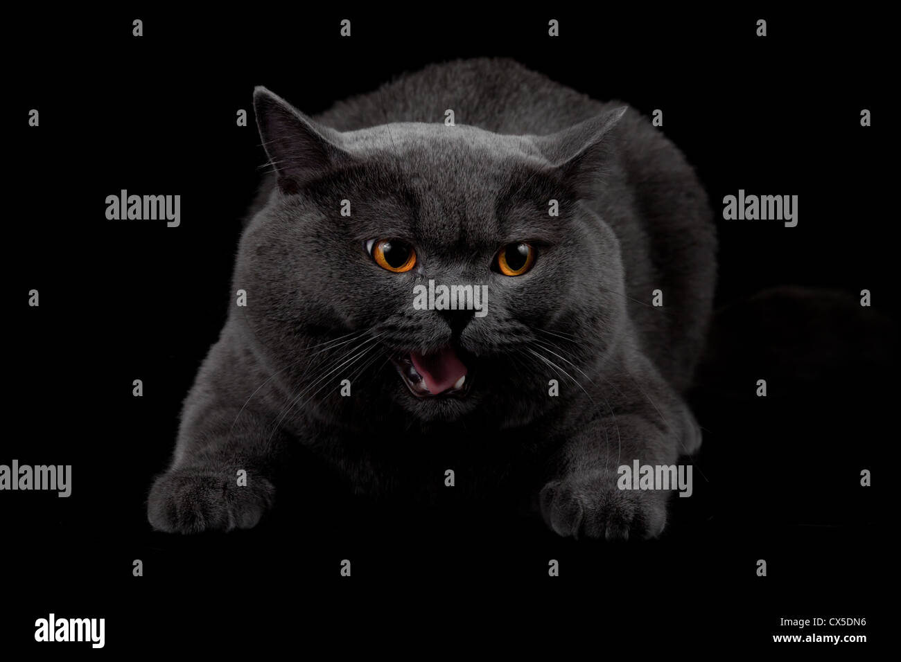 Aggressivo gatto nero in camera oscura Foto Stock