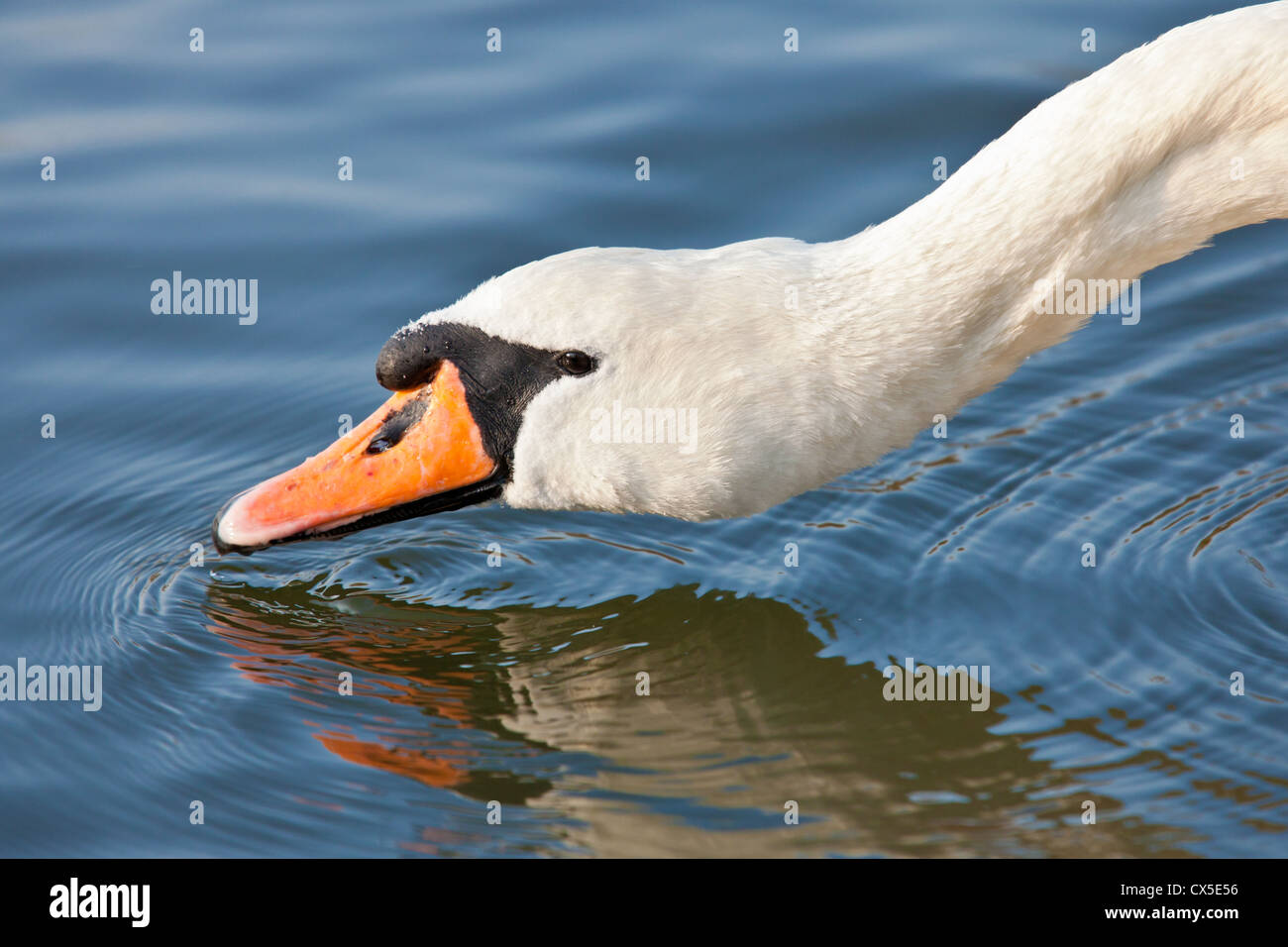 Close-up di un cigno [Cygnus olor]) e riflessione in chiaro blu acqua, Hertfordshire, Inghilterra Foto Stock