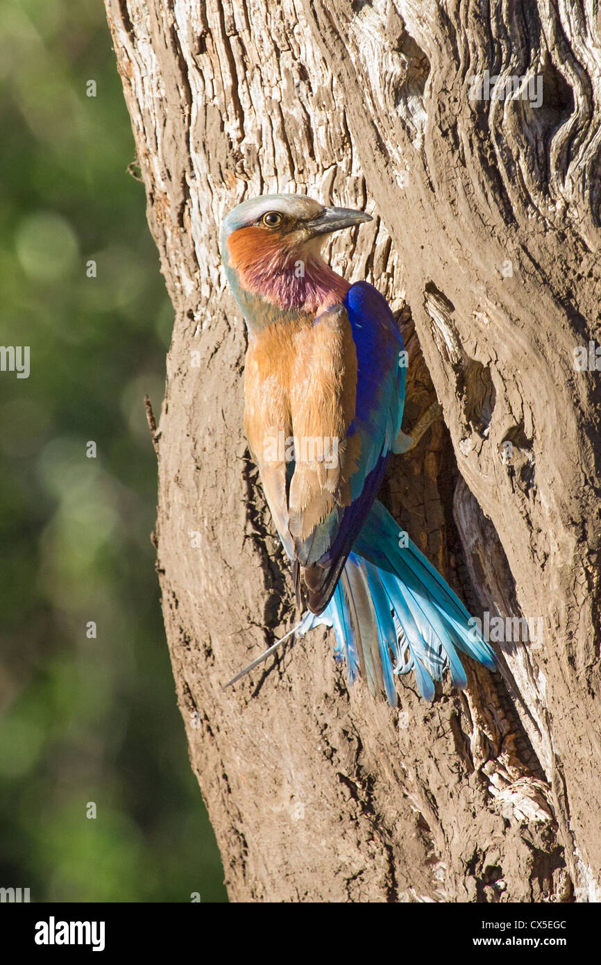 Lilla-breasted rullo ( coracias caudatus) tornando al suo nido, Madikwe, |Sud Africa Foto Stock