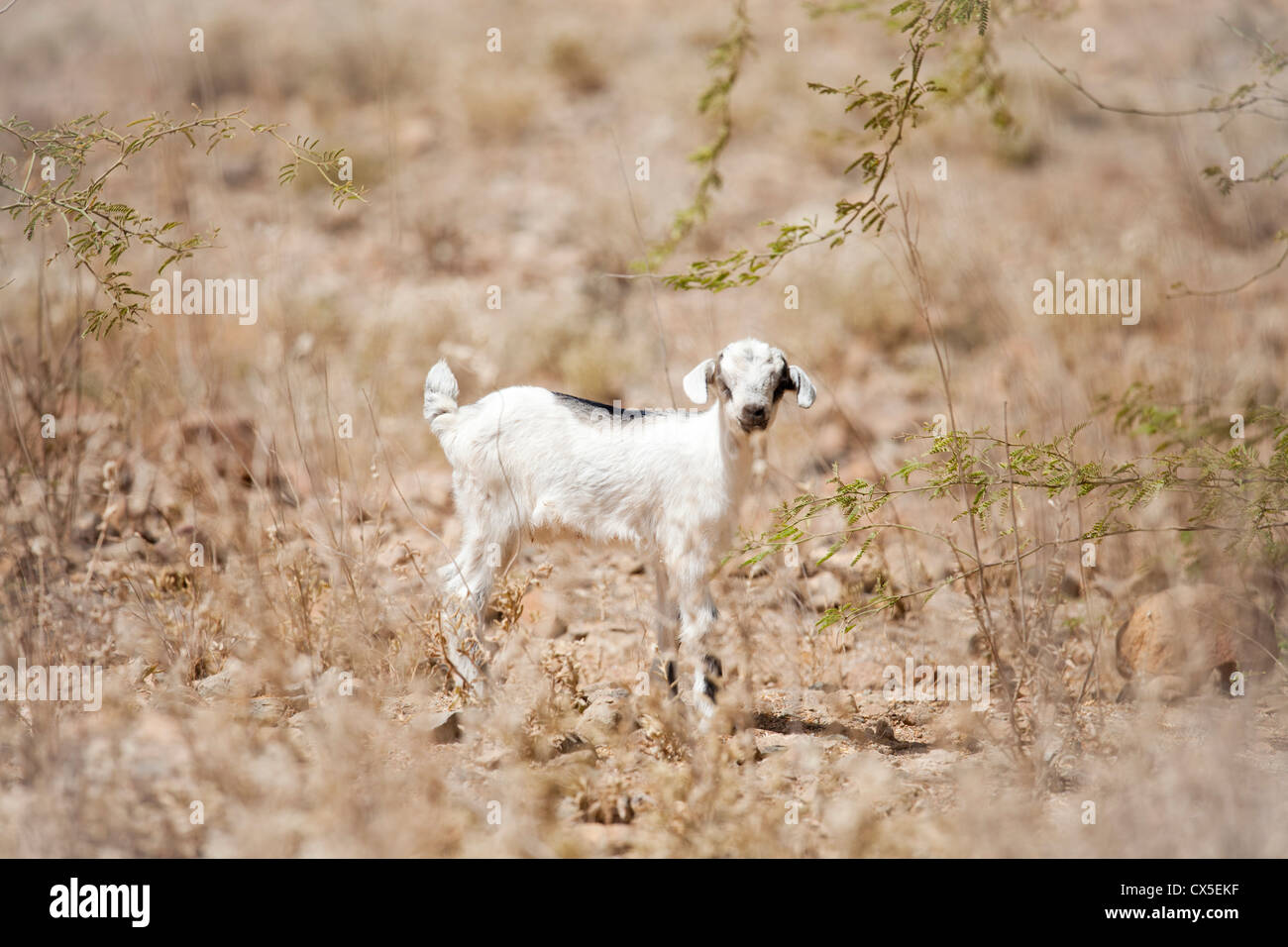 Carino giovane agnello in campagna Foto Stock