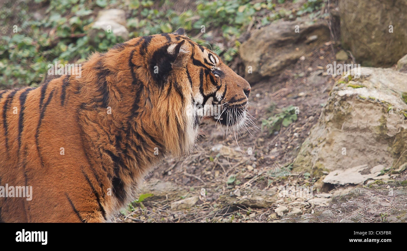 Alert Indian Tiger Foto Stock