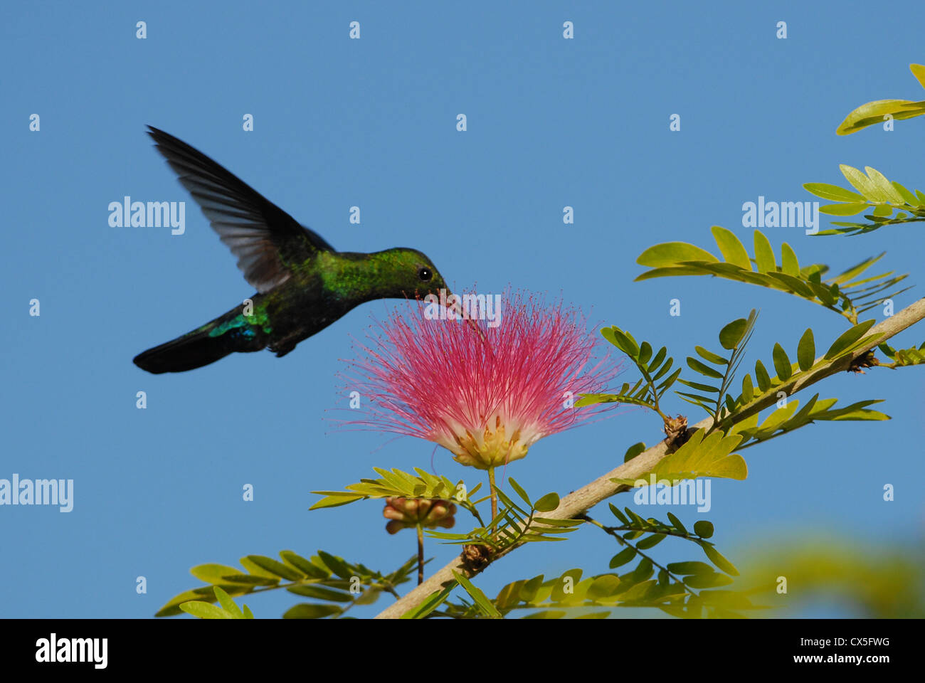 Verde-throated Carib Hummingbird alimentazione su polvere rossa Puff fiore Foto Stock