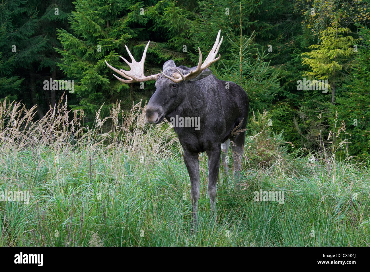 Moose / Eurasian elk (Alces alces) toro nella taiga in autunno, Värmland, Svezia Foto Stock