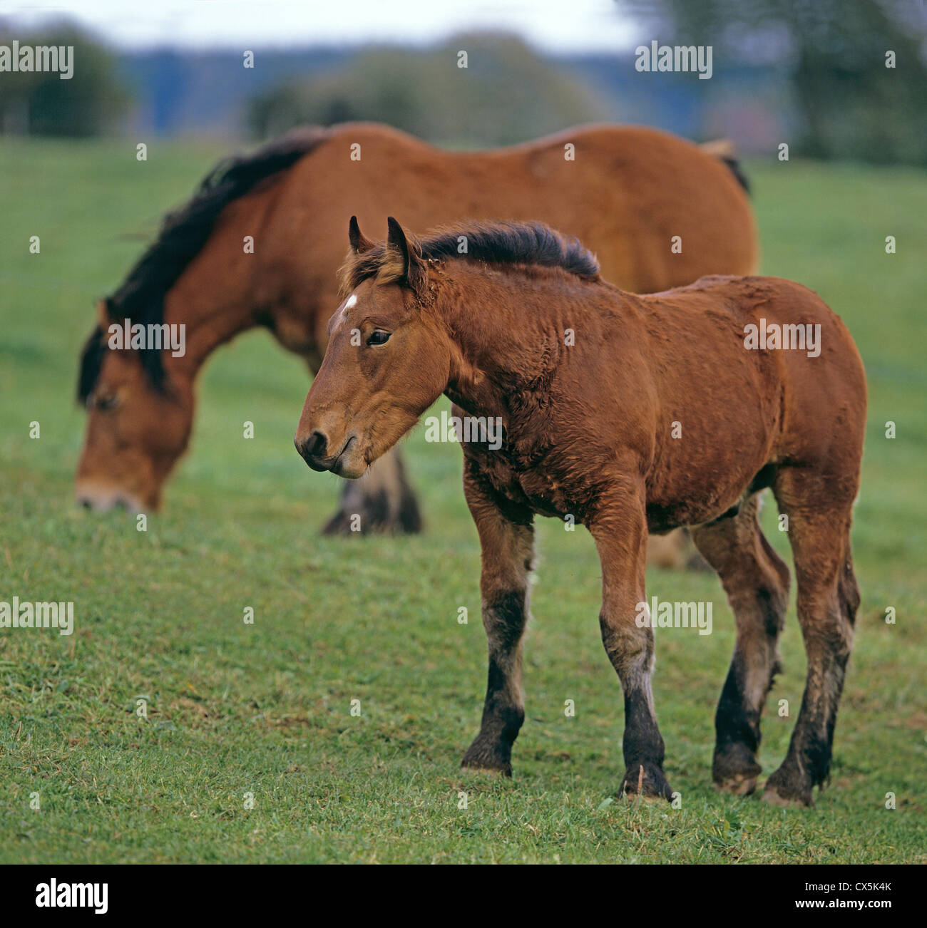 Ardenne cavallo, Ardennais Foto Stock