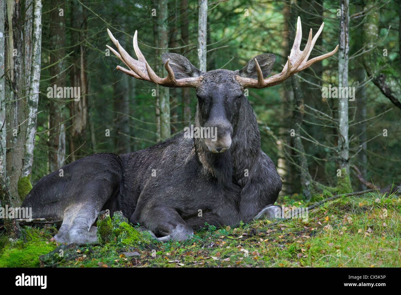 Moose / Eurasian elk (Alces alces) toro in appoggio sulla pista in mezzo alla taiga in autunno, Värmland, Svezia Foto Stock